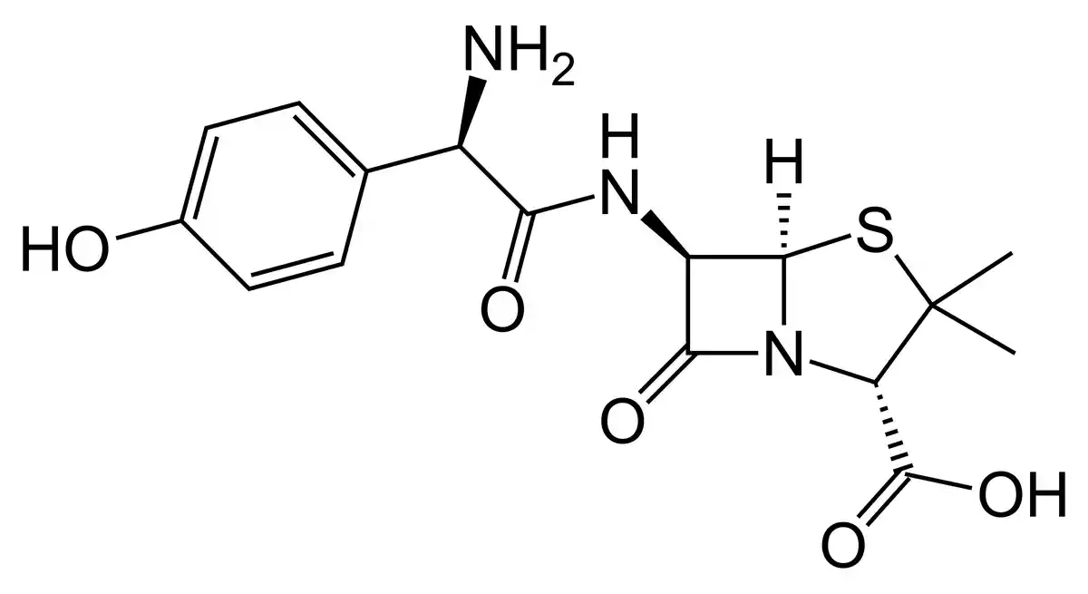 Amoxicillin exerts its antibacterial effect